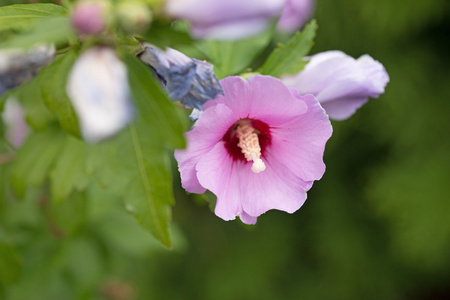 美丽的芙蓉花