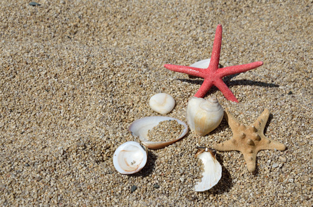 海星和海滩上的贝壳
