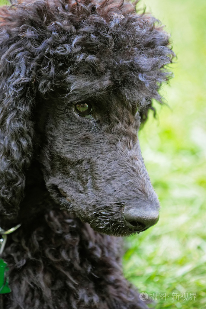 在绿色的草坪上小卷毛狗