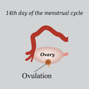 14 天的月经周期的排卵。在灰色的背景上的矢量图