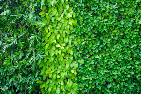 许多种类的植物作为背景墙上