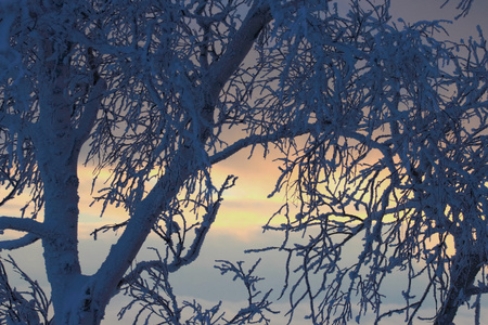 日落时云杉树枝在雪地里