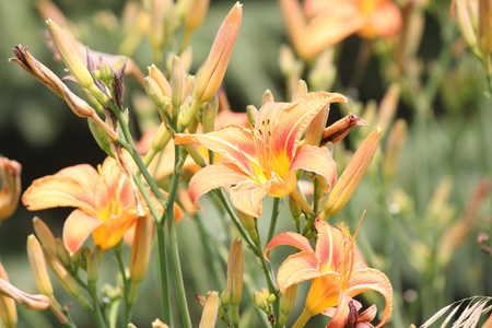 百合 hemerocallis 橙色