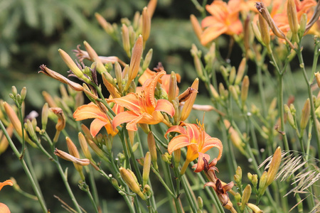 百合 hemerocallis 橙色