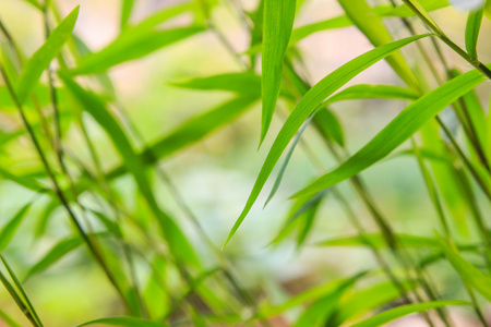 模糊的绿色树叶背景