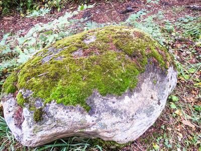 石头长满青苔在树林里