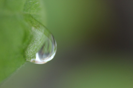 水下落的叶子上关闭