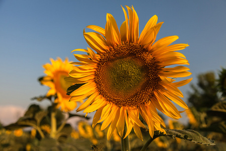 金葵花