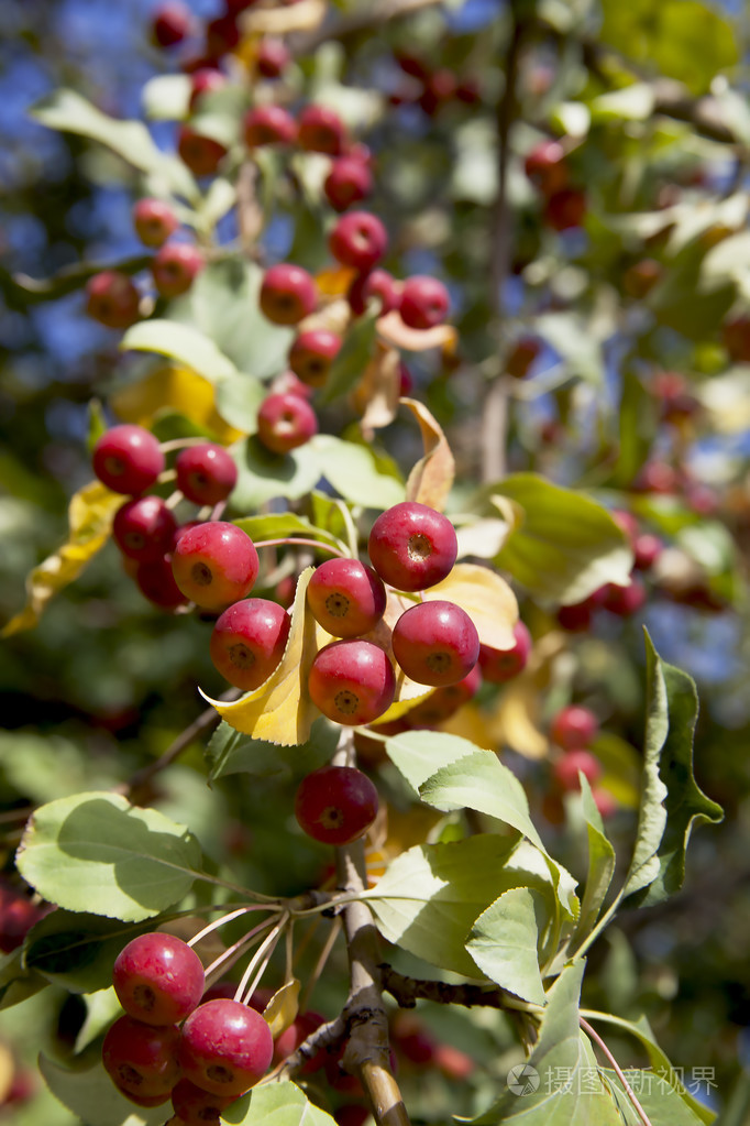 小的野生苹果长在树枝上