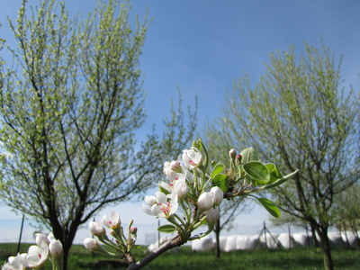 详细的苹果树开花与树和天空在背景