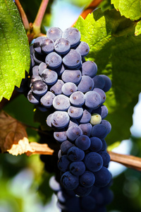 酿酒葡萄葡萄园在法国的日落，秋天
