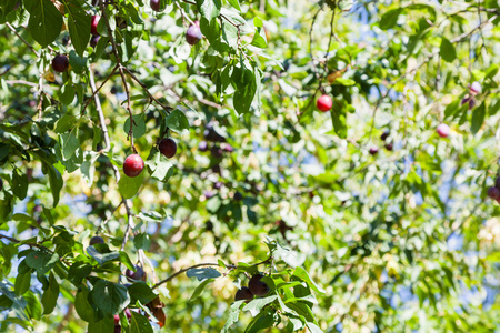 成熟的李子果实在果园在夏天