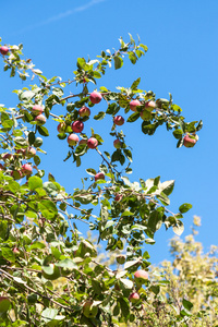 绿色的小枝与成熟的红色苹果和蓝天