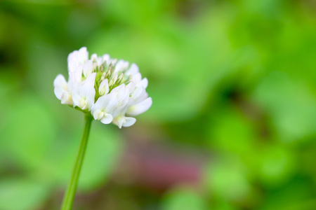 白三叶草花