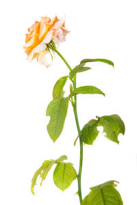 孤立在白色背景上的花茶玫瑰图片