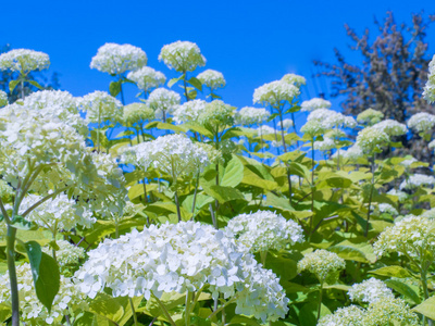 夏天花园里的白花