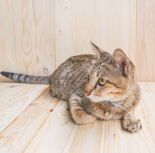 棕色泰国猫的图像躺在木地板和背景上。