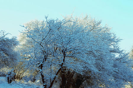 植物区系霜山上覆盖着白霜和雪的树木照片