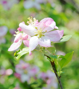 红苹果花