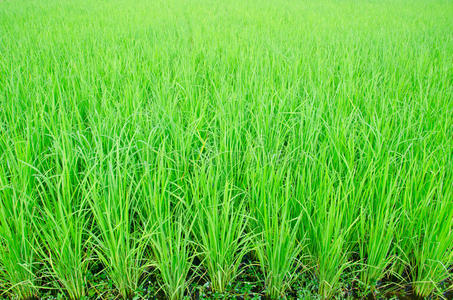 小米芽即将长成的景象。