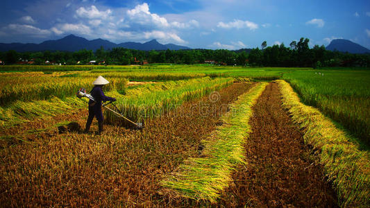越南农民