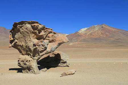 玻利维亚沙漠中的石树