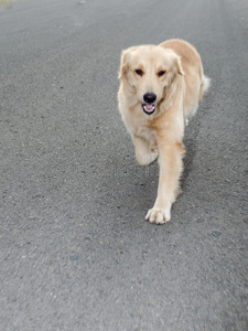 金毛猎犬，九个月大，金毛猎犬肖像