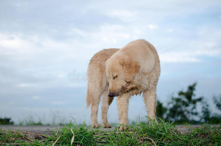 金毛猎犬，九个月大，金毛猎犬肖像