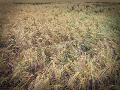 复古风Barley Corn field