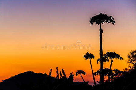 五颜六色的橙色日落和棕榈树