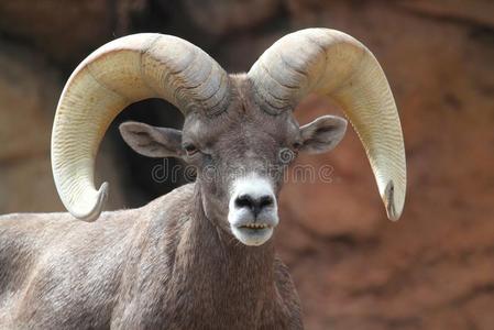 大角羊ovis canadensis