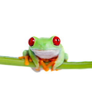 白色背景上美丽的红眼树蛙