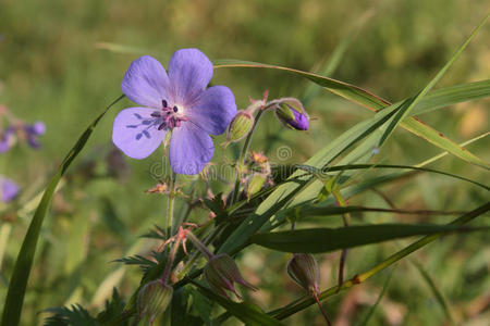 田野草地上的花