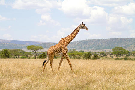 大型长颈鹿在非洲平原散步