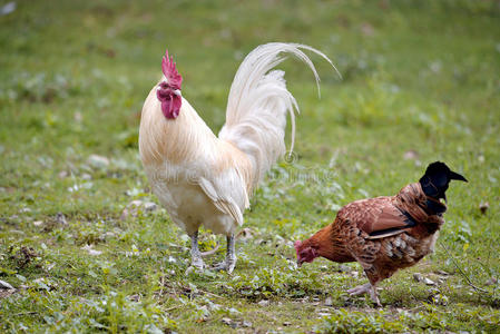 公鸡和母鸡照片