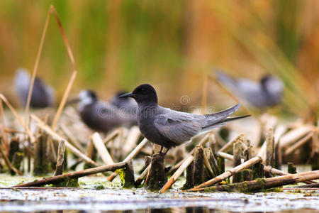 坐在水上植被上的黑燕鸥