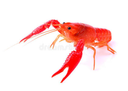 白底红小龙虾