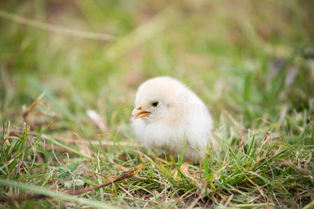 漂亮的小鸡仔.照片