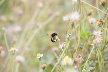 草花上的大黑蜜蜂。