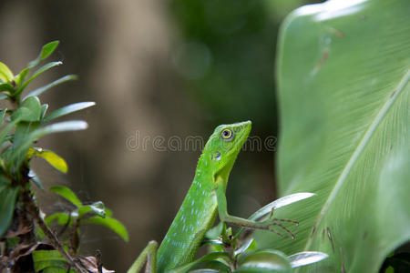 美丽的绿色蜥蜴。