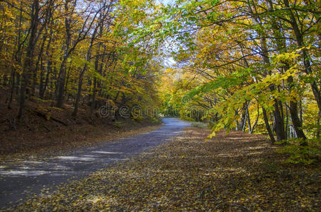 森林乡村公路