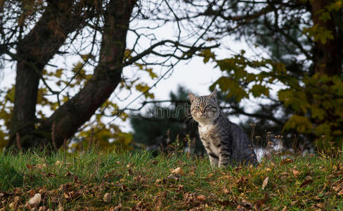 斑猫