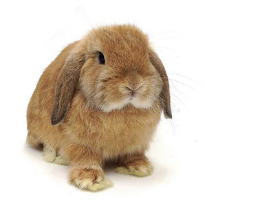 兔形目可爱的橙色罗布兔照片