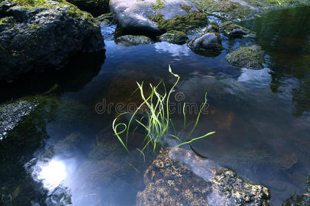 山河中的石头苔藓