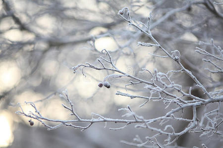 冬天的嫩枝和草被霜雪覆盖