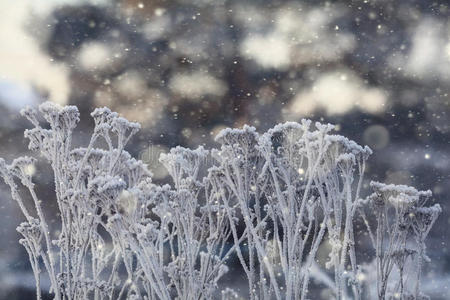 树林里的雪