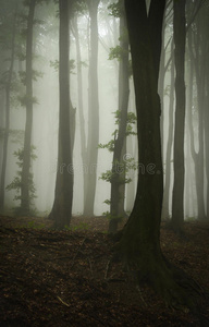 神秘迷雾森林纵照