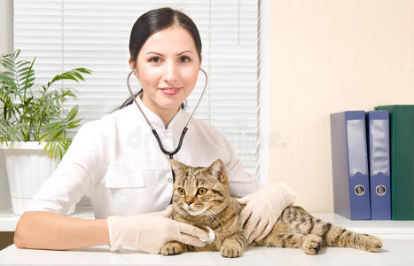 兽医听猫听诊