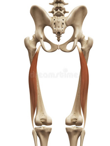 股二头肌长头照片