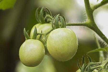 挂青番茄